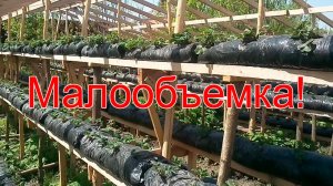 Малообъемка! Клубника, обзор сортов, две недели после посадки