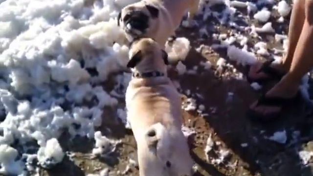 Озеро Мойнаки, мопсы в соленой пене. Евпатория 2016, Крым, Россия. смотреть онлайн
