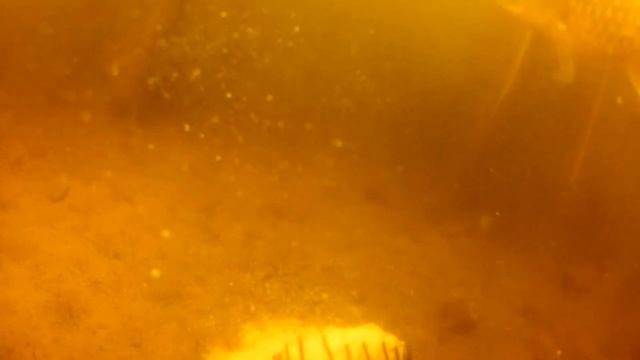 Линь и Огромные караси.Реакция рыбы на йогурт и мед.Подводная съемка смотреть онлайн