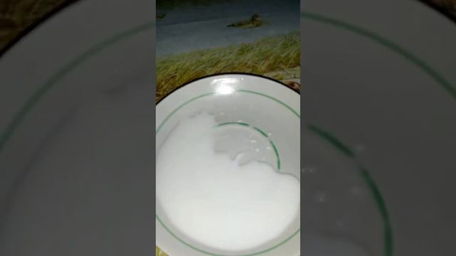 Черная кошка,сибирской породы! Красавица ! смотреть онлайн