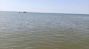 Ловушка для насекомых,мух,комаров, чёрное море,ловля креветки.