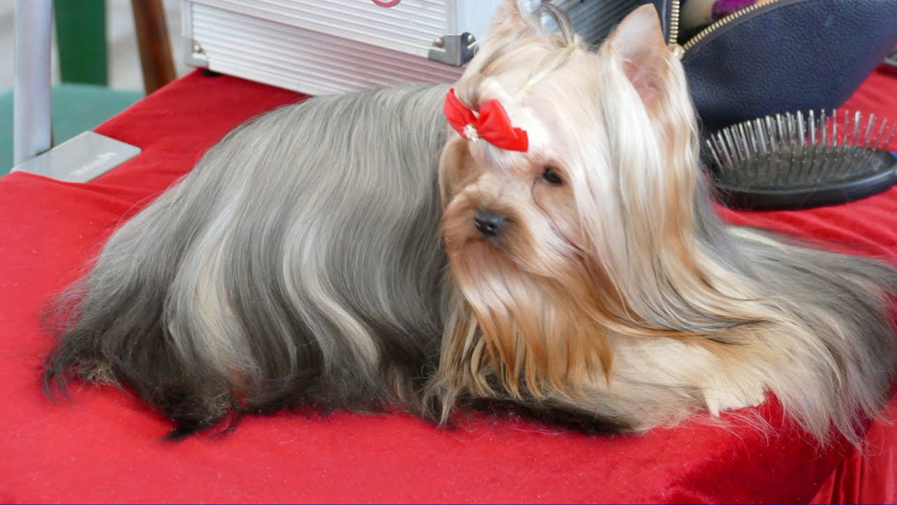 Выставка собак Тверь п Сахарово 2023 (4K) #выставкасобак смотреть онлайн