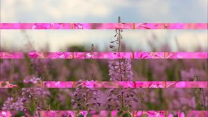 ✅ Иван чай полезные свойства. ✅ Иван чай свойства и противопоказания. ✅ Копорский чай