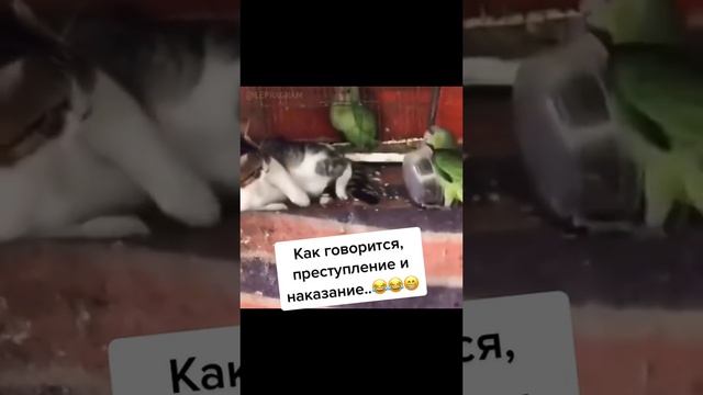 наказал воришку