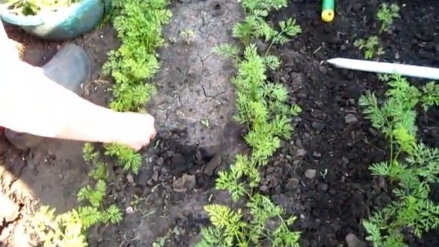 Прореживали МОРКОВКУ после дождя смотреть онлайн