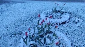 Неласковый май 2024. Майский снегопад в средней полосе. Погодно-климатический катаклизм. 05072024.