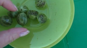 Английский желтый, среднеранний супер сладкий сорт крыжовника.