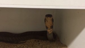 Гигантская королевская кобра, более 4 метров!