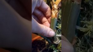 Philodendron Fuzzy Petiole Филодендрон Фази/Фузи