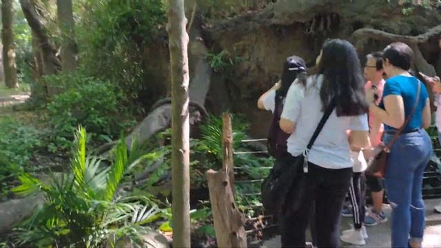 Типа внутри ствола дерева смотреть онлайн