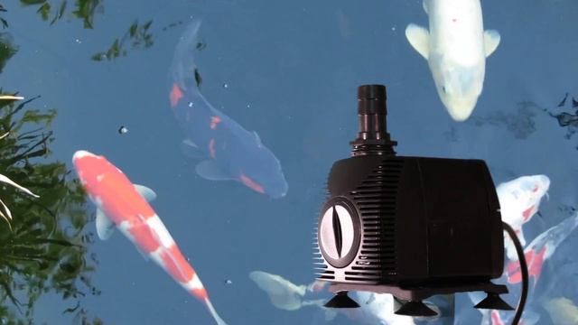 Little Giant Pond Pumps Product Highlight смотреть онлайн