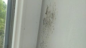 Два способа избавления от грибка на стенах