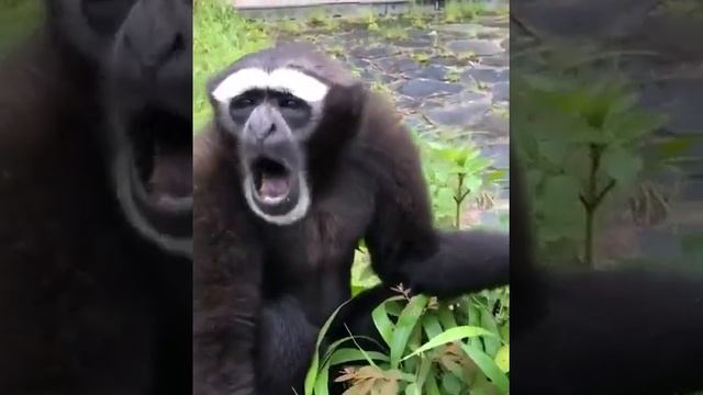 Гиббон кричит / Gibbon sounds