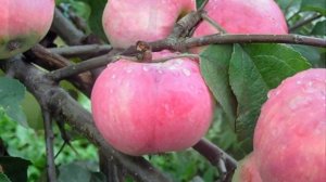 Старинные сорта яблони.  (Хор Сретенского монастыря и Анастасия Гладилина - Ой ты, степь широкая)