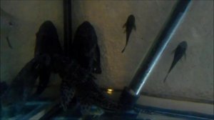 Hypostomus Plecostomus in stock