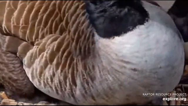 Decorah Eagles~Mom Goose Let Us See Your Babes Underneath Ya_4.27.22💕 смотреть онлайн