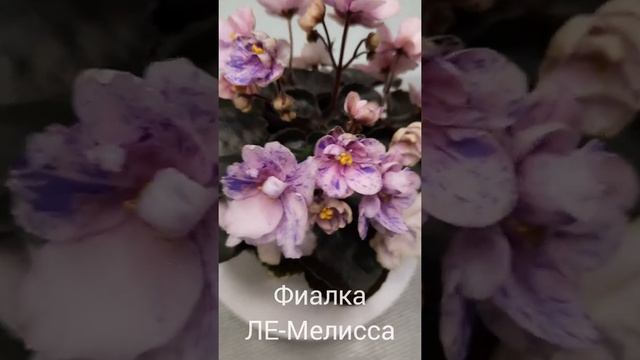 Фиалка ЛЕ-Мелисса (полумини)??