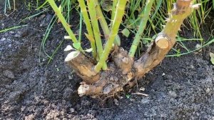 РОЗЫ. ЧТО ДЕЛАТЬ С РОЗАМИ В ОКТЯБРЕ? А ВЫ УКРЫЛИ РОЗЫ?