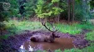 Мутит воду.