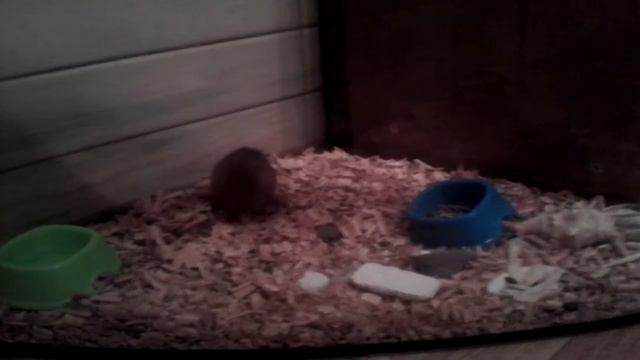 Хомяк и семечка!!! смотреть онлайн