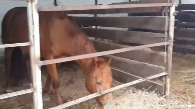 Агроусадьба в городе, конные прогулки, содержание лошадей