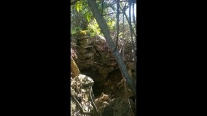 нашёл лисью хатку