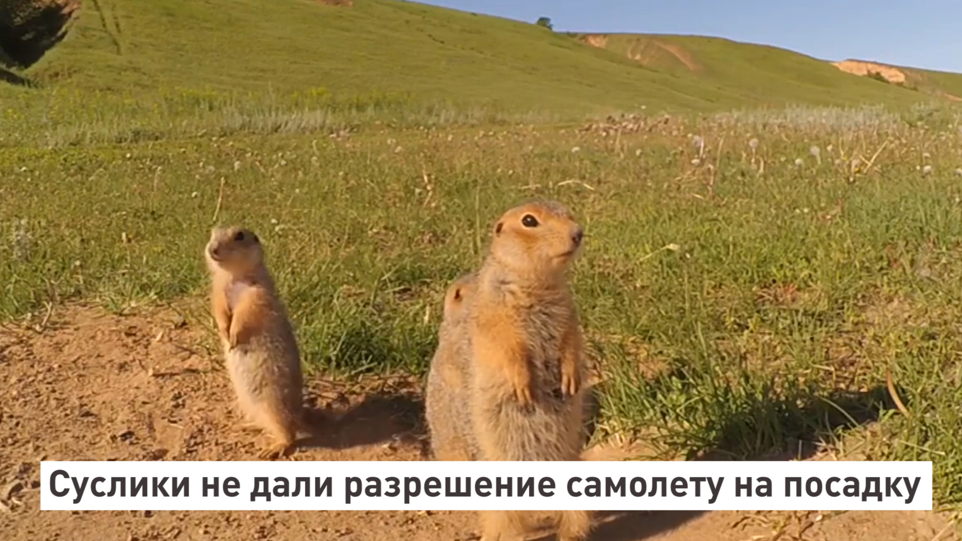 Кричащий суслик в горах. Суслик агроном. Каждый суслик агроном. Каждый суслик агроном картинка. Тонкопалый суслик.