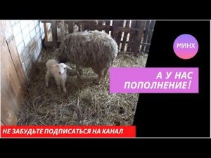 У нас  пополнение в хозяйстве - Марта объягнилась