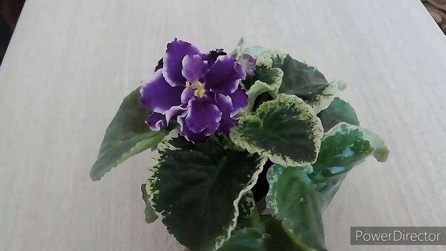 ФИАЛКИ. Сюрприз от  пестролистной новинки. Вот так Лимонное Суфле!!!? Помогите опознать незнакомку!