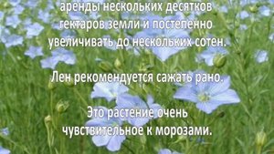 Выращивание льна. Бизнес идея