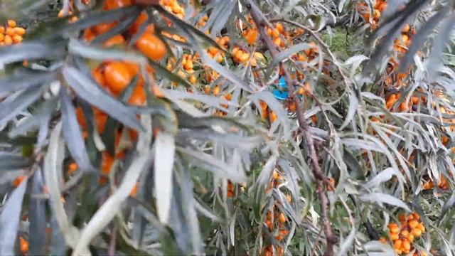 #облепихакрушиновидная / Супер плодовидная облепиха  крушиновидная. Особенности плодоношения смотреть онлайн