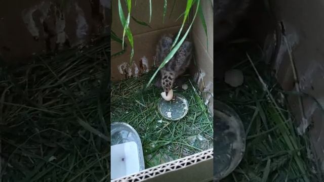 Птенец чайки. Кормим яичком.