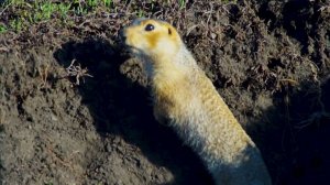 Сурки и Суслики