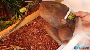 Watch a Baby Green Tree Python Use a Hiding Cave Decoration in a Reptile Terrarium