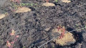 Голубика осенью. Уход за голубикой. Голубика покраснела