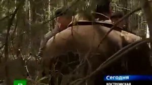 Снежный человек в Костромских лесах
