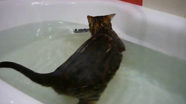 Бенгальские кошки - купание с удовольствием смотреть онлайн