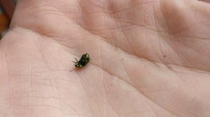 Жук-листоед ясноточный пытается перевернуться / Dead-nettle leaf beetle is trying to roll over 4K