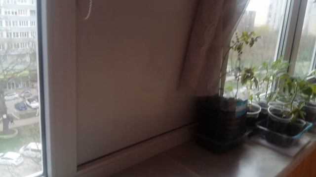 Монстры из семян Тыквы Обзор рассады на балконе смотреть онлайн