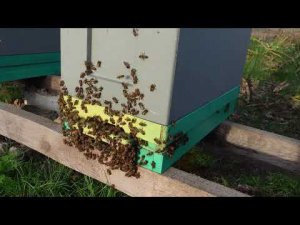 пыльцесборники для шестирамочника в работе и попутная ревизия пчел