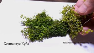 ПОЖАЛУЙ, ЛУЧШАЯ ПОЧВОПОКРОВКА МИКРАНТЕМУМ МОНТЕ КАРЛО
