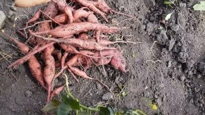 Батат. Что же выросло?