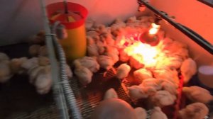 Расходы на отопление бройлеров