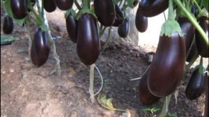 БАКЛАЖАН БОЯРИН F1 - НЕПРИХОТЛИВЫЙ УСТОЙЧИВЫЙ К ПЕРЕПАДАМ ТЕМПЕРАТУР И ЗАБОЛЕВАНИЯМ ГИБРИД