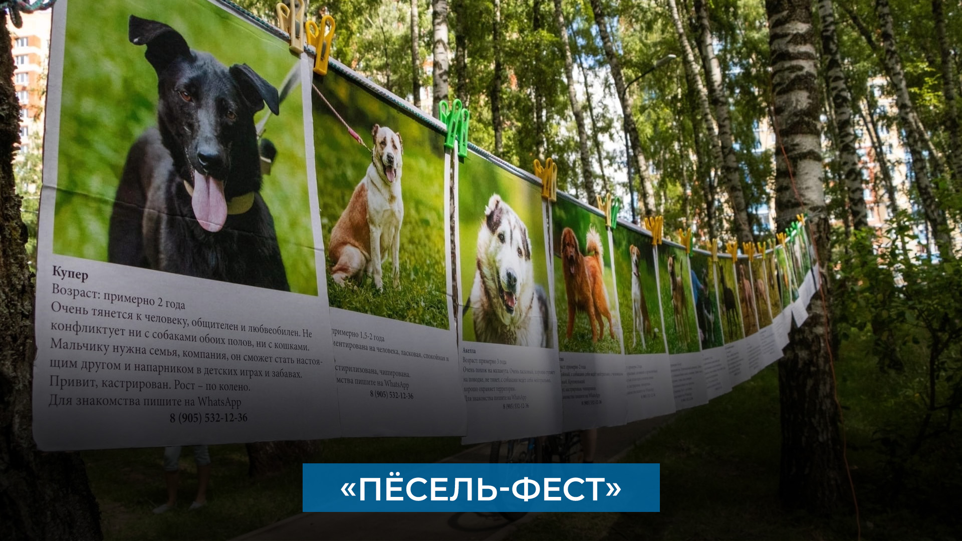 «Пёсель-фест»