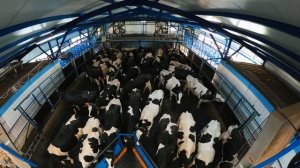 Обзор на Автоматический подгонщик коров в доильном зале. Как работает подгонщик для кров New farm