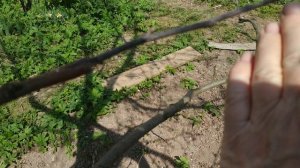 Уход за прививками на плодовых деревьях-.