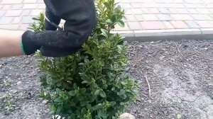 Обработка Самшита. Самшит в саду профилактика заболеваний.