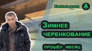 Зимнее черенкование хвойных в теплице - через месяц после посадки черенков (туя, ель, можжевельник)