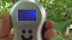 Сорт помидоров "ВЕЛЬМОЖА ""